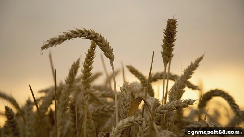 电子游戏软件平台BBIN真人存款红利使用规则全解析